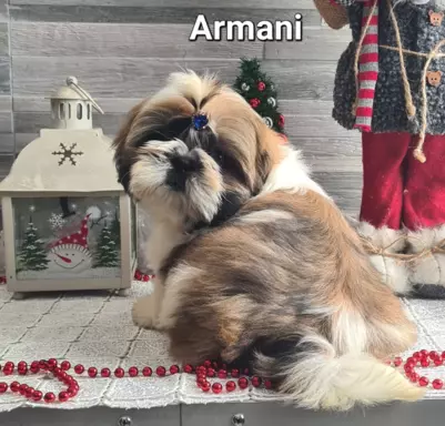 Szczenięta Shih tzu ZKWP 1