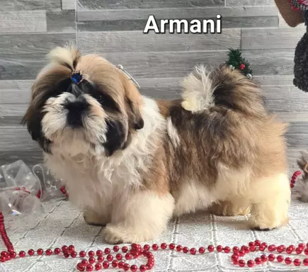 Szczenięta Shih tzu ZKWP 2