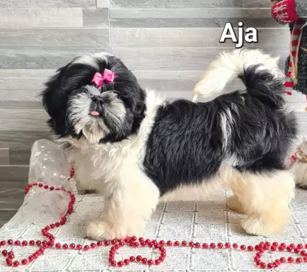Szczenięta Shih tzu ZKWP 4