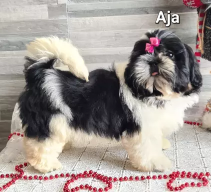Szczenięta Shih tzu ZKWP 3
