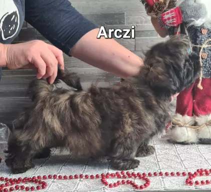 Szczenięta Shih tzu ZKWP 5