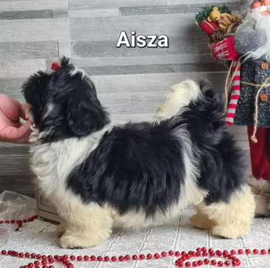 Szczenięta Shih tzu ZKWP 7