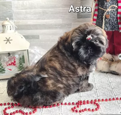 Szczenięta Shih tzu ZKWP 8