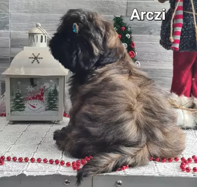 Szczenięta Shih tzu ZKWP 9