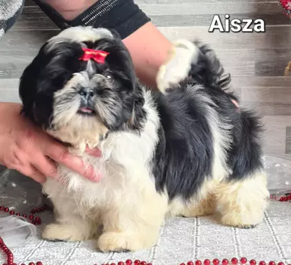 Szczenięta Shih tzu ZKWP 10