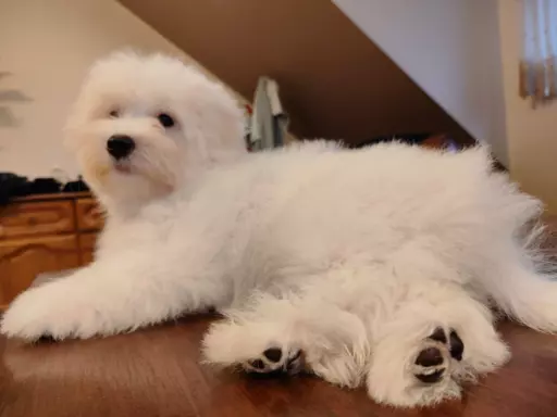 Szczeniak Coton de Tulear 1