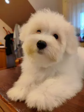 Szczeniak Coton de Tulear 2