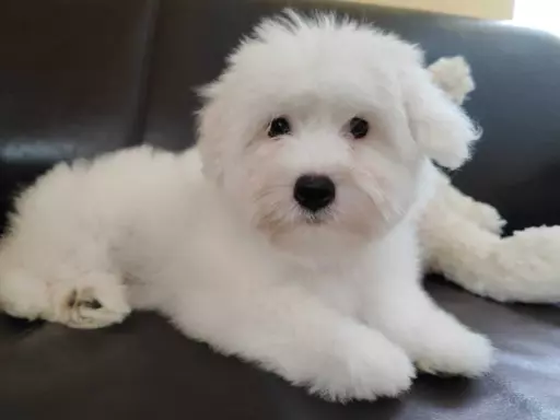 Szczeniak Coton de Tulear 3