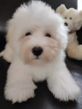 Szczeniak Coton de Tulear 4