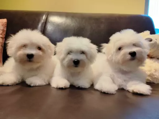 Szczeniak Coton de Tulear 5