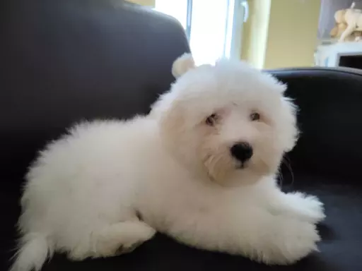 Szczeniak Coton de Tulear 6