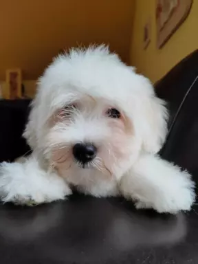 Szczeniak Coton de Tulear 7