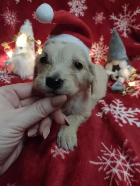 Sprzedam piękne szczenięta Golden retriever złote i biszkopt 3