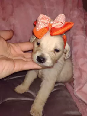 Sprzedam piękne szczenięta Golden retriever złote i biszkopt 5