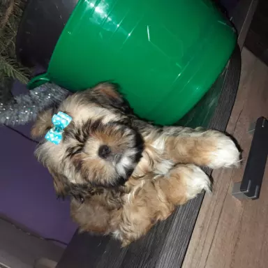 Shih tzu z rodowodem 1