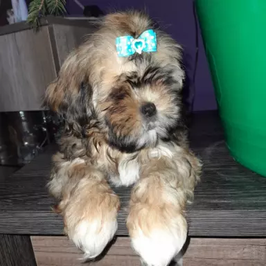 Shih tzu z rodowodem 2