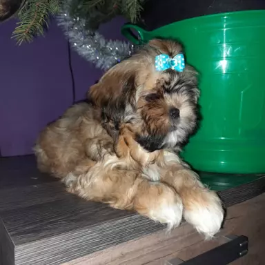 Shih tzu z rodowodem 3