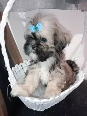 Shih tzu z rodowodem 4
