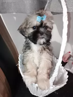 Shih tzu z rodowodem 5