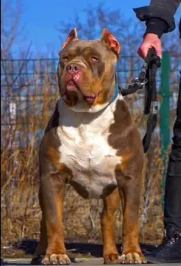 American Bully xl z genem trzy kolorowym przebadani rodzice 1