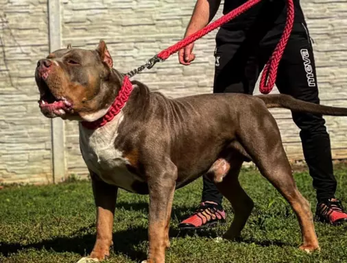 American Bully xl z genem trzy kolorowym przebadani rodzice 2