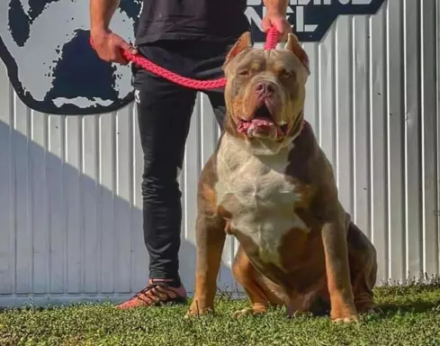 American Bully xl z genem trzy kolorowym przebadani rodzice 3