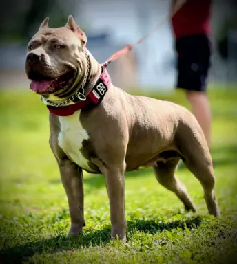 American Bully xl z genem trzy kolorowym przebadani rodzice 4