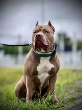 American Bully xl z genem trzy kolorowym przebadani rodzice 5