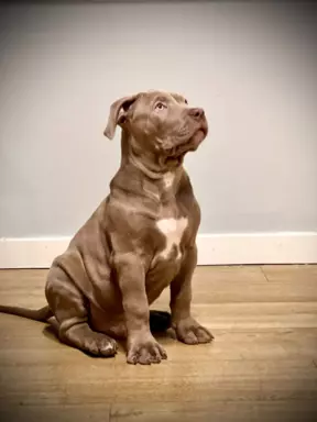 American Bully xl z genem trzy kolorowym przebadani rodzice 6