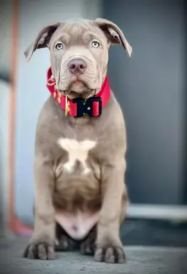 American Bully xl z genem trzy kolorowym przebadani rodzice 7