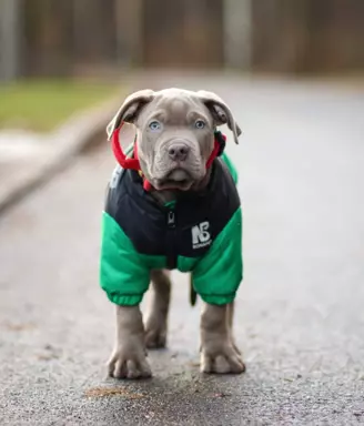 American Bully xl z genem trzy kolorowym przebadani rodzice 8
