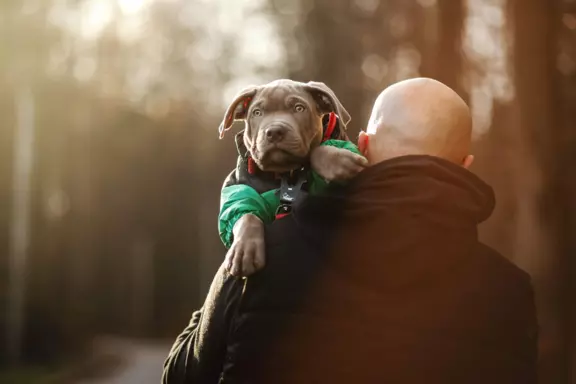 American Bully xl z genem trzy kolorowym przebadani rodzice 9