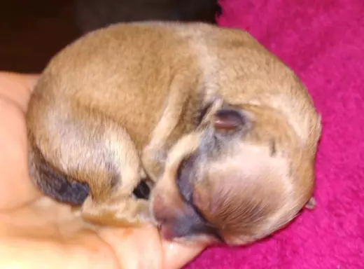 Hawańczyk FCI nie maltańczyk Shih tzu boo Chihuahua york 1