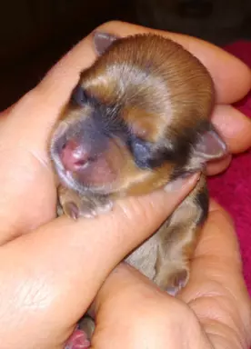 Hawańczyk FCI nie maltańczyk Shih tzu boo Chihuahua york 2