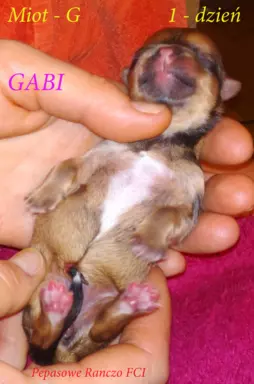 Hawańczyk FCI nie maltańczyk Shih tzu boo Chihuahua york 3