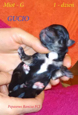 Hawańczyk FCI nie maltańczyk Shih tzu boo Chihuahua york 4