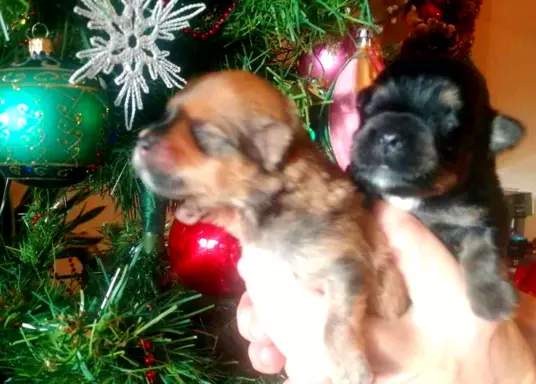 Hawańczyk FCI nie maltańczyk Shih tzu boo Chihuahua york 5