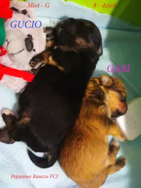 Hawańczyk FCI nie maltańczyk Shih tzu boo Chihuahua york 6