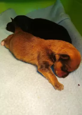 Hawańczyk FCI nie maltańczyk Shih tzu boo Chihuahua york 7