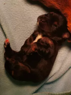 Hawańczyk FCI nie maltańczyk Shih tzu boo Chihuahua york 8