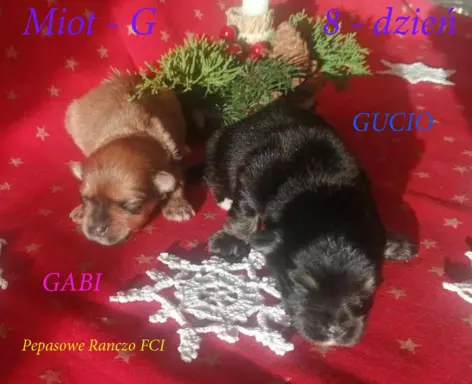 Hawańczyk FCI nie maltańczyk Shih tzu boo Chihuahua york 9