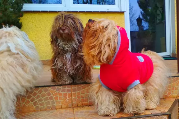 Hawańczyk FCI nie maltańczyk Shih tzu boo Chihuahua york 10