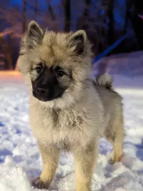 Maluszki Szpic wilczy Hodowla Shaggy Fluff (FCI) 6