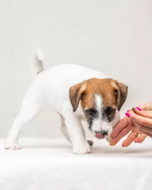 szczeniak Jack Russell Terrier 3