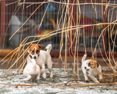 szczeniak Jack Russell Terrier 4