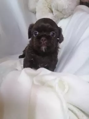 Shih-Tzu Salonowe Czekoladowe 6