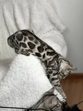 Srebrne kocięta bengalskie GLITTER 2