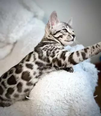 Srebrne kocięta bengalskie GLITTER 1