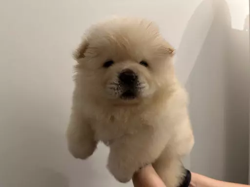 Chow Chow rodowodowe ZKwP 3