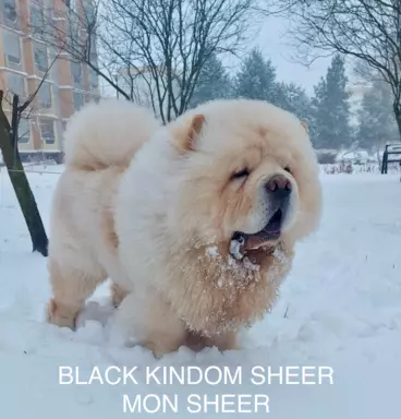 Chow Chow rodowodowe ZKwP 1